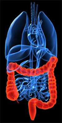 human colon illustration