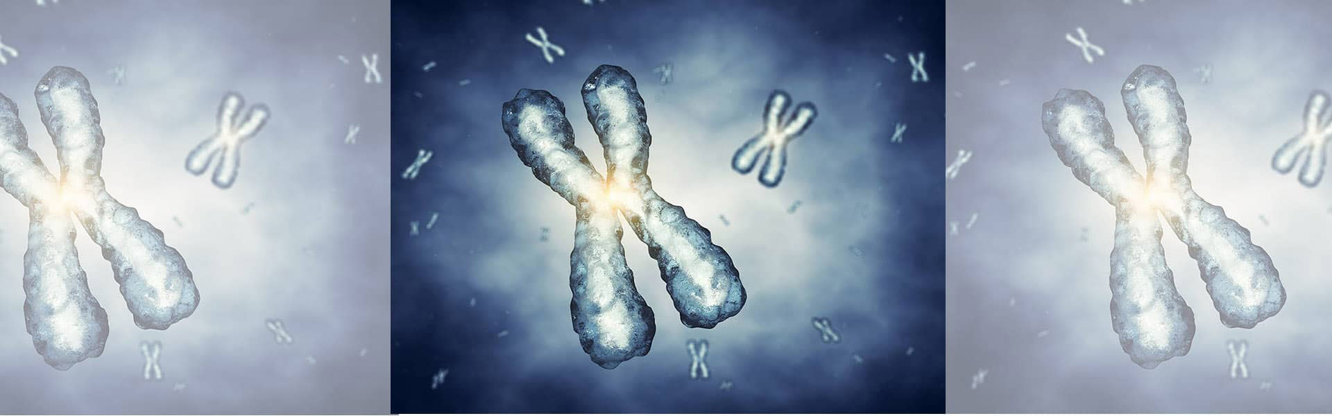 Chromosomes & genetic engineeting