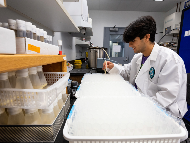 A person in a laboratory is seen putting a substance into test tubes