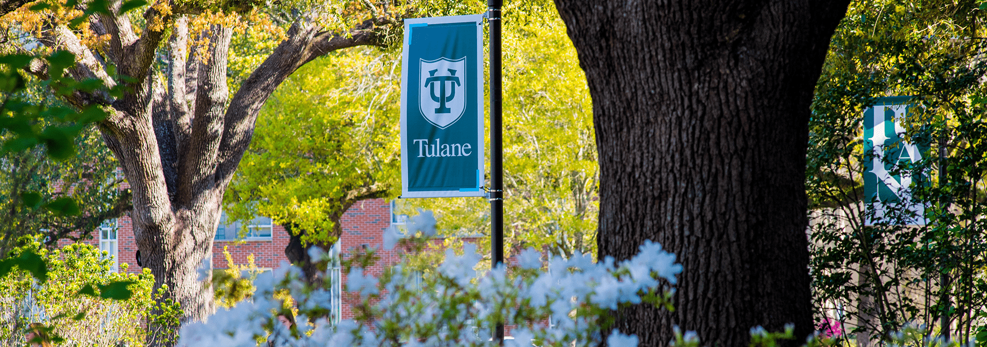 A Tulane banner hangs from a tree