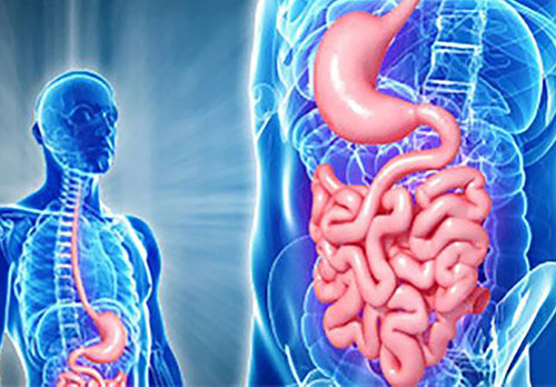 illustration of intestines