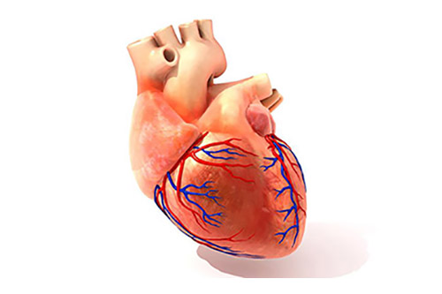 illustration of heart & arteries