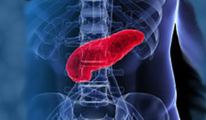 body with liver highlighted-illustration