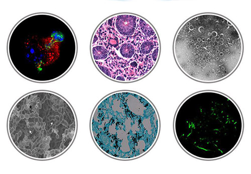 microscope slide photos