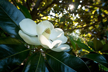 magnolia in bloom on tree