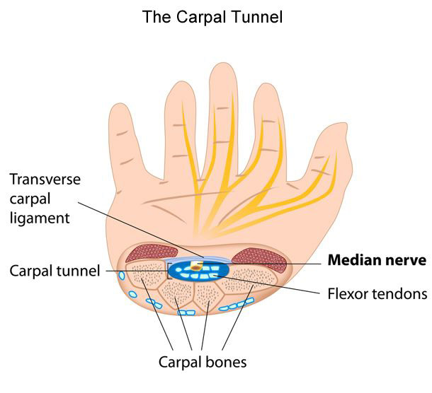 illustration of the carpal tunnel