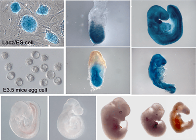 enlarged pictures of embryos under a microscope