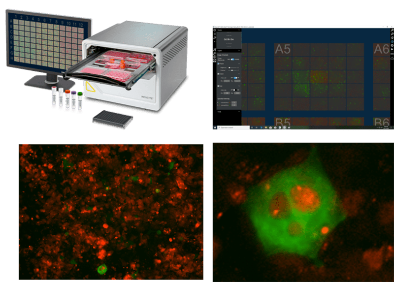 Incucyte SX5 Live-Cell Analysis System
