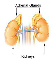 illustration of adrenal glands & kidneys