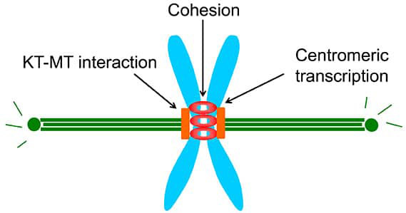 illustration of centromeric cohesion