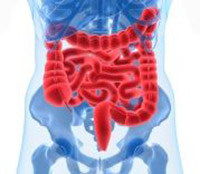 illustration of colon