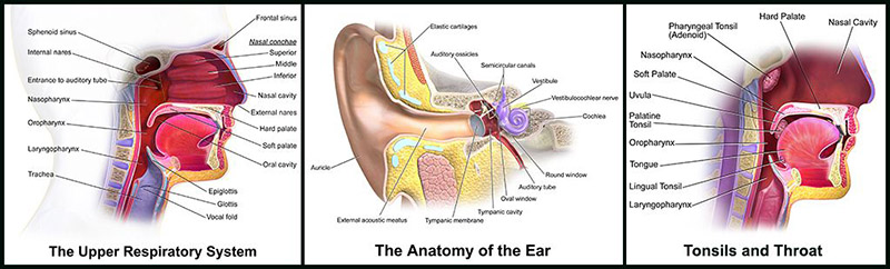ear, nose, throat illustration