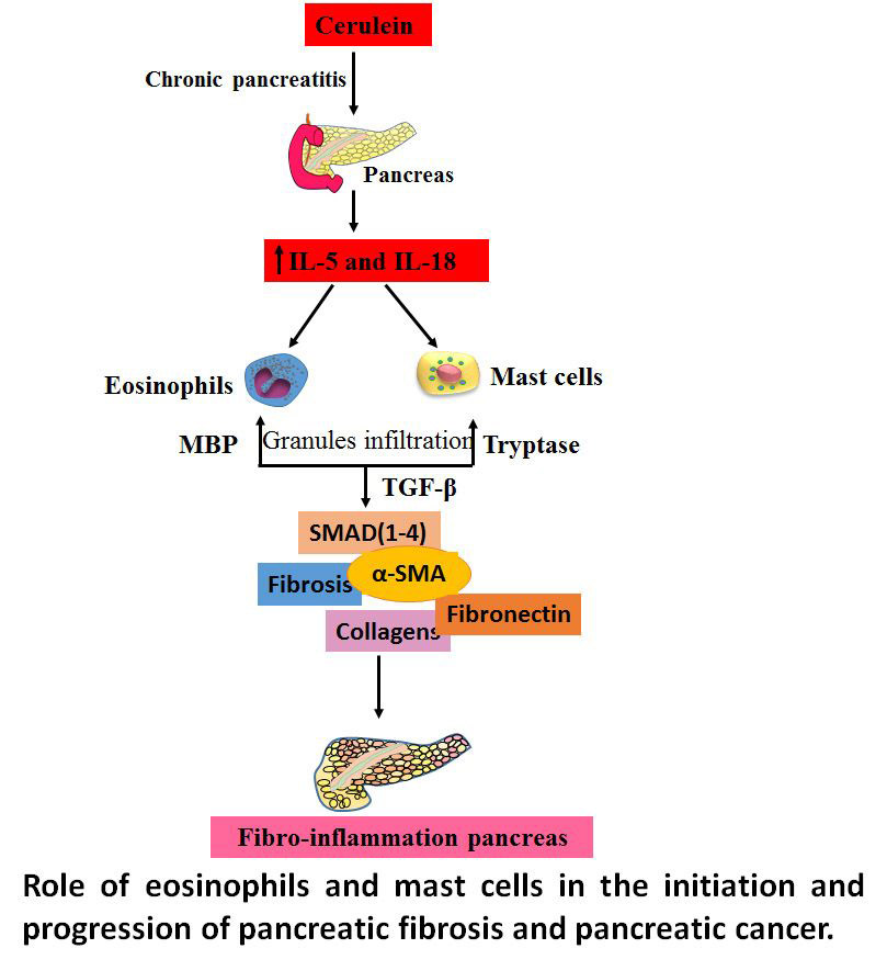 eosinophils & mast cells