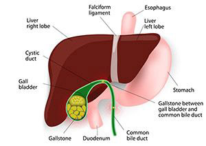 illustration-gallbladder