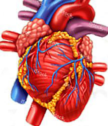 ilustration of heart & arteries