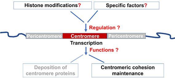 Illustration of Histone modifications and transcription