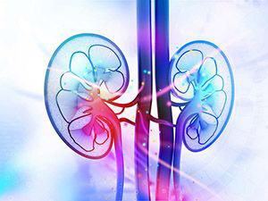 pastel colored kidneys illustration