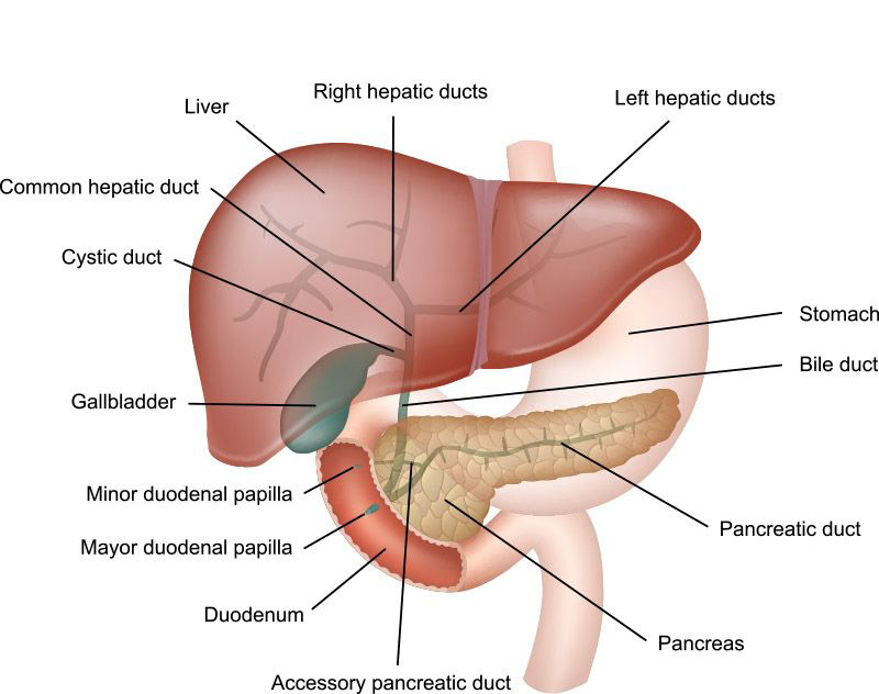 liver, pancreas, gallbladder illustration