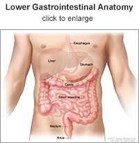 lower gastrointestinal anatomy