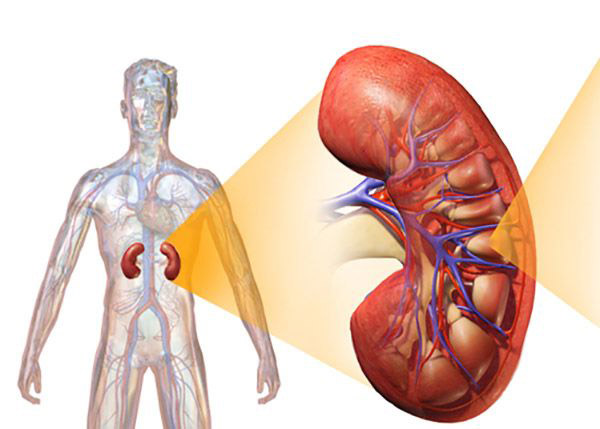 enlarged illustration of kidney
