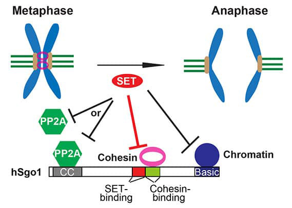 illustration of metaphase and anaphase