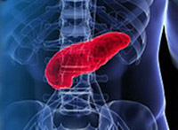 illustration pancreas