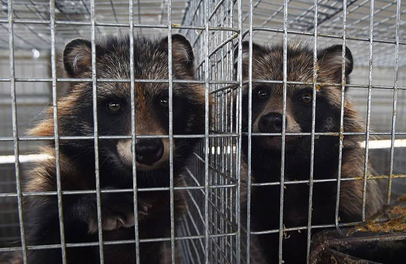 Raccoon dogs in China may be another source of the COVID virus
