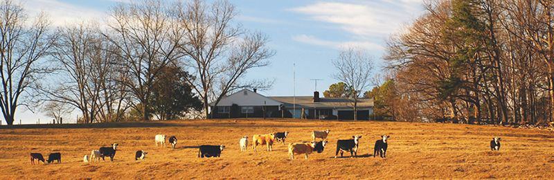 rural farm with cows