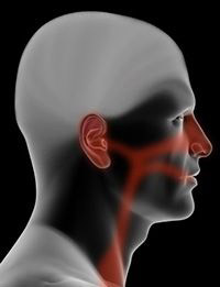 illustration of sinus passages