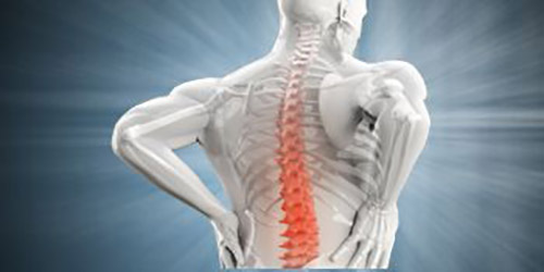 illustration of spine