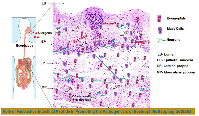 vasoactive intestinal peptide illustration