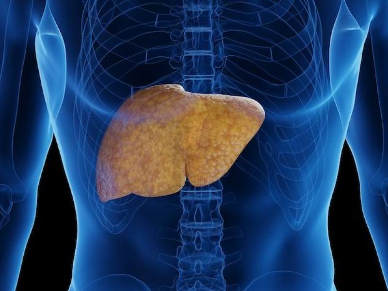 A graphic showing a transparent body with the liver highlighted 