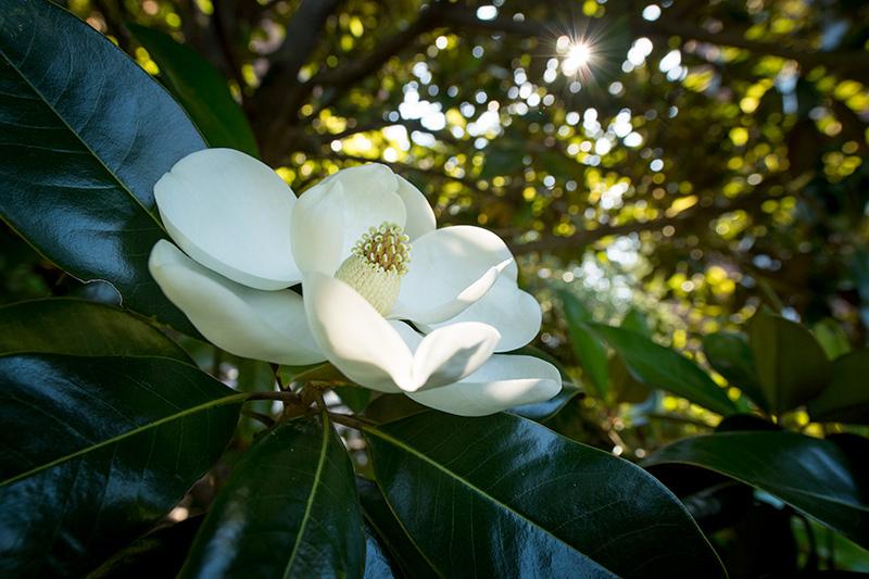 large magnolia flower in bloom