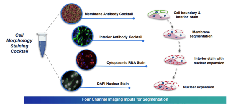 Multimodal Cell Segmentation Antibodies