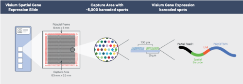 Spatial Multiomics Transcriptomics