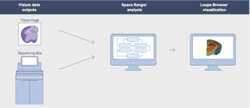 Spatial Multiomics process