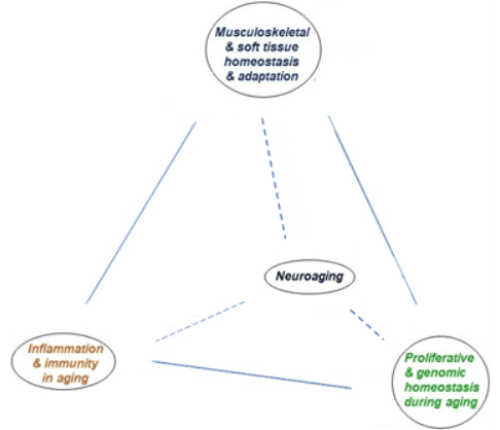 Figure 1. Areas of research concentration within the COBRE.