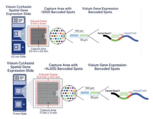 Visium for CytAssist slides