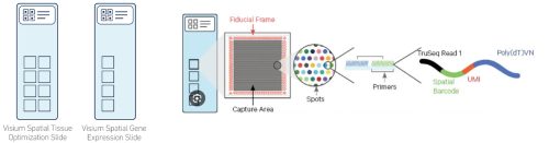 Visium for fresh frozen tissue
