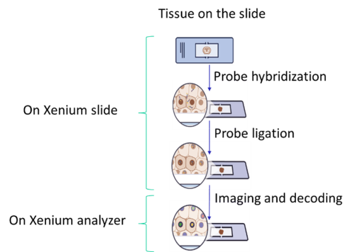 xenium workflow 1