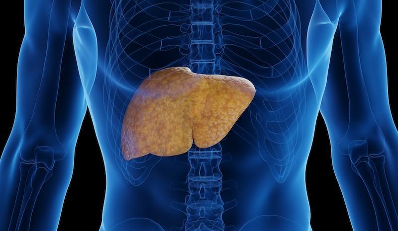 A graphic showing a transparent body with the liver highlighted 