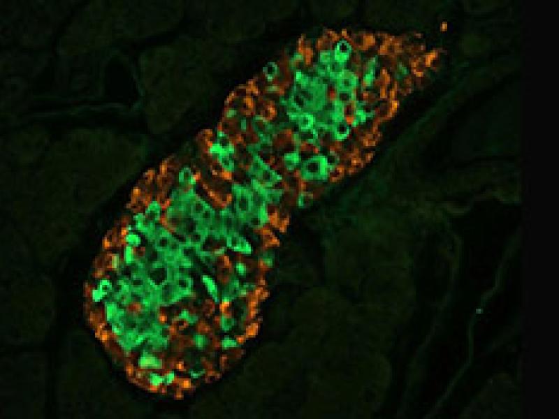 cells under microscope