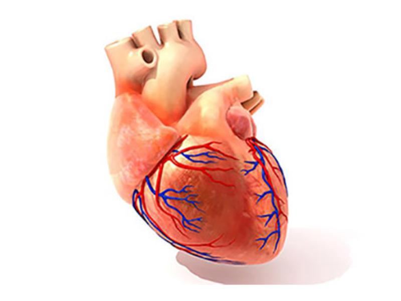 illustration of heart & arteries