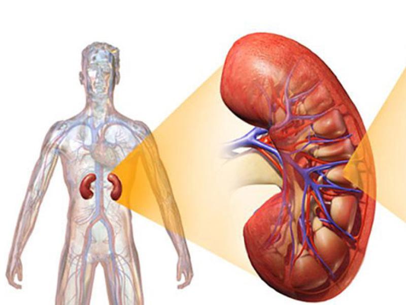 male kidney graphic