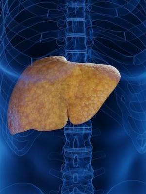 A graphic showing a transparent body with the liver highlighted 